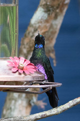 Coeligena helianthea