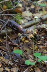 Lagenophora strangulata