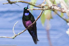 Coeligena helianthea