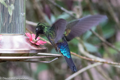 Coeligena helianthea