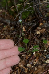 Lagenophora strangulata