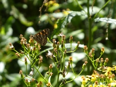Oreixenica kershawi