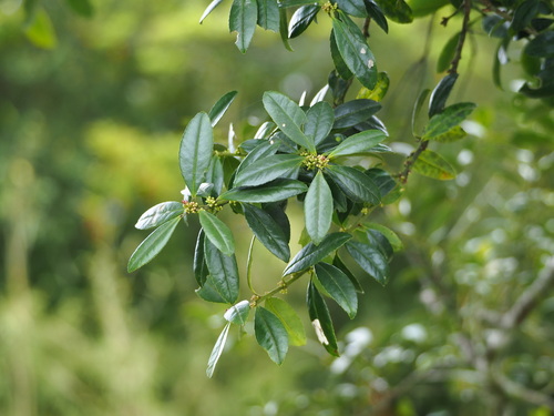 Ilex crenata