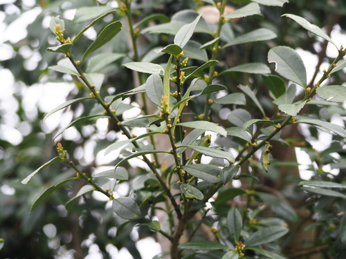 Ilex crenata