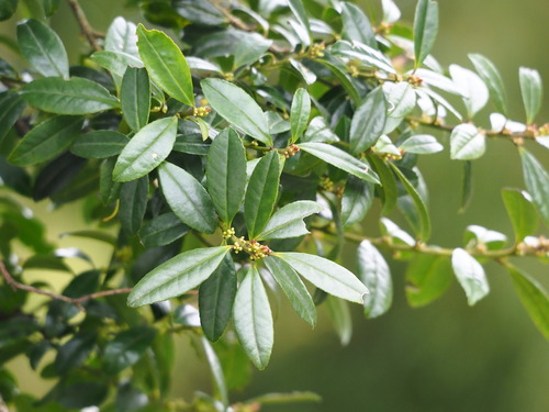 Ilex crenata