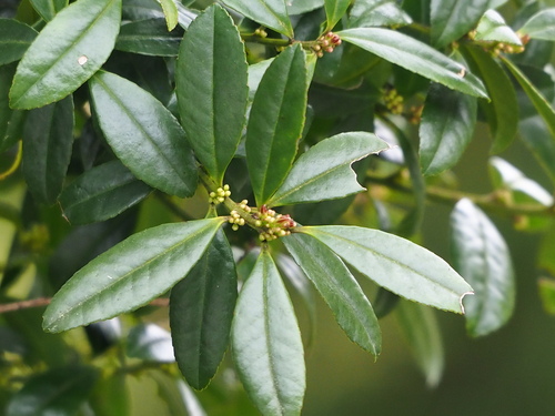 Ilex crenata