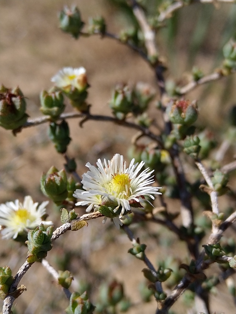Swartland Spoonfig