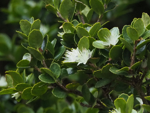 Symplocos nokoensis (Symplocos nokoensis)
