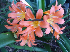 Clivia miniata miniata