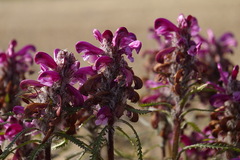 Pedicularis sudetica interior