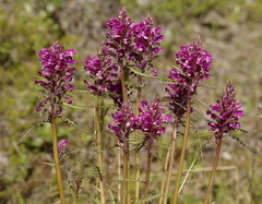 Pedicularis sudetica interior