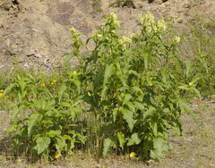 Koenigia alaskana