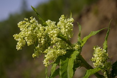 Koenigia alaskana