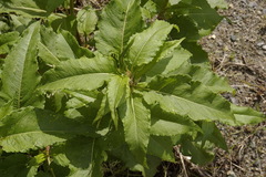Koenigia alaskana