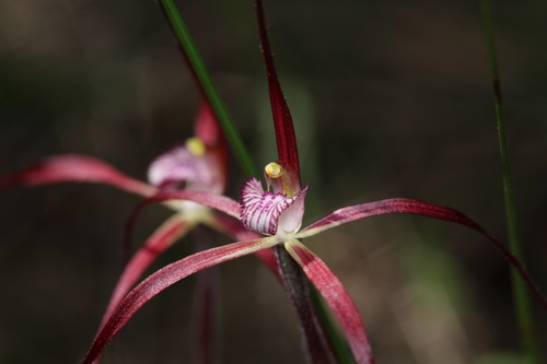 Caladenia footeana Hopper & A.P.Br.