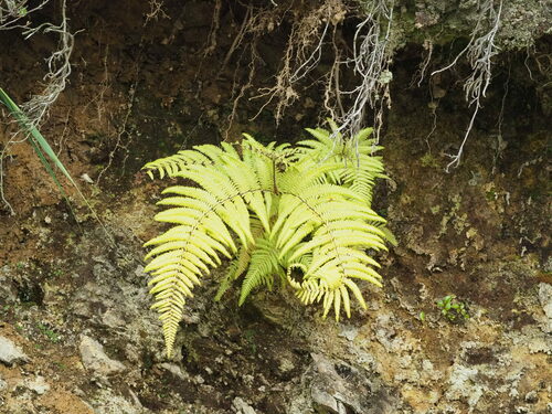Diploterigium glaucum (Diplopterygium glaucum)