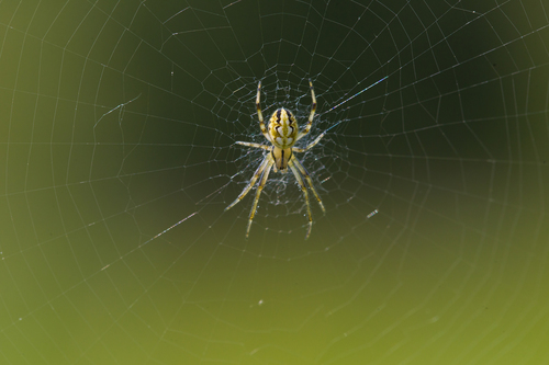 Bordered Orbweaver