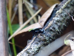 Mantella laevigata