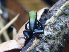 Mantella laevigata