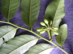 Guatteria costaricensis