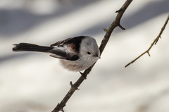 Aegithalos caudatus caudatus