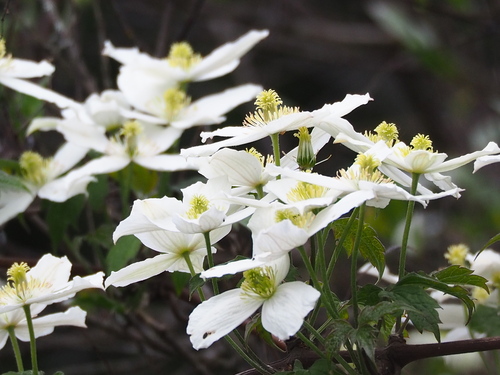 Clematis montana