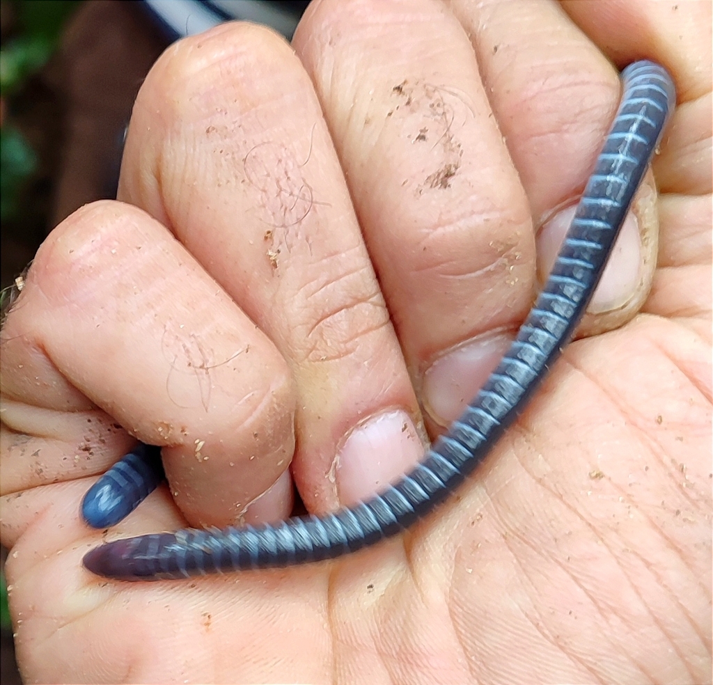 African Caecilians