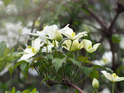 Clematis montana