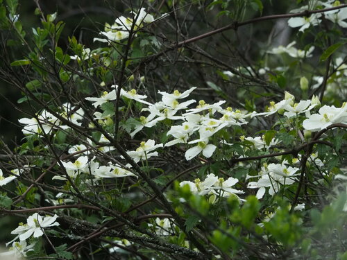 Clematis montana