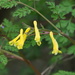 Corydalis pallida - Photo no hay derechos reservados, subido por 葉子