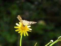 Oreixenica kershawi