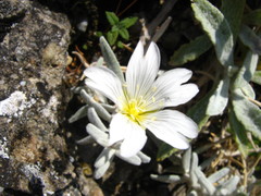 Cerastium biebersteinii