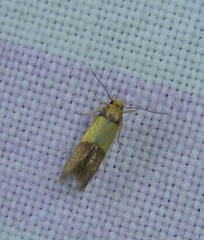Stathmopoda auriferella