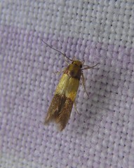 Stathmopoda auriferella