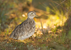 Plains-Wanderer photo 3
