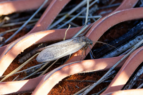 Varnia implexa