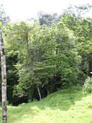 Guatteria zamorae