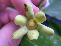 Guatteria zamorae