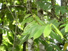 Guatteria zamorae