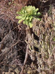 Aeonium urbicum image