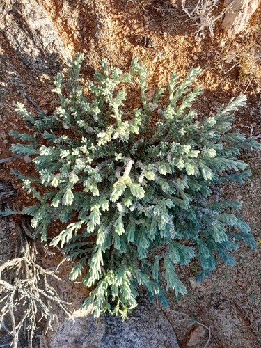 Mesembryanthemum schenckii