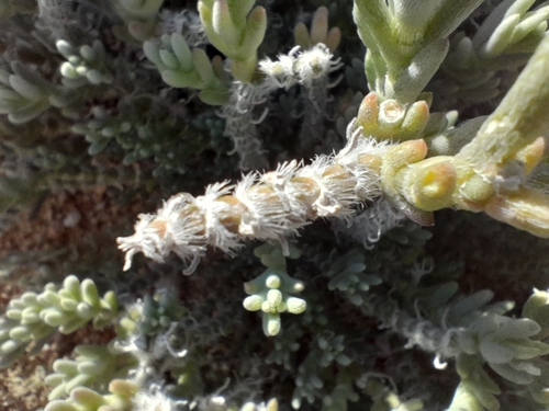 Mesembryanthemum schenckii