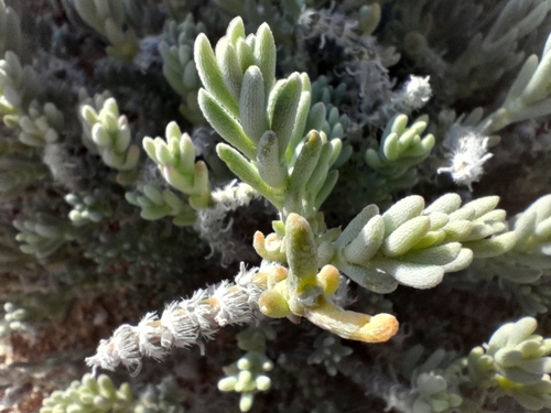 Mesembryanthemum schenckii