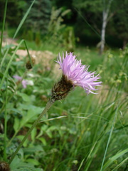 Psephellus ciscaucasicus