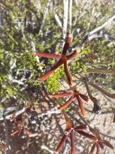 Image of Jamesbrittenia huillana by no rights reserved