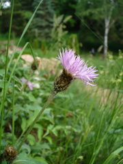 Psephellus ciscaucasicus