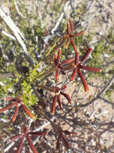 Image of Jamesbrittenia huillana by no rights reserved