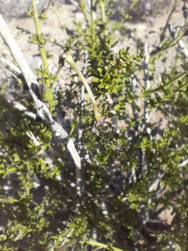 Image of Jamesbrittenia huillana by no rights reserved