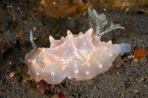 Batangas Halgerda (Halgerda batangas)