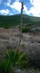 Agave gentryi